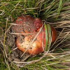 Boletus rubriceps