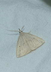 Macrochilo cribrumalis