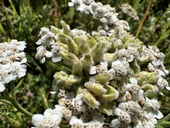 Aceria kiefferi