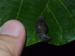 Megaustenia imperator