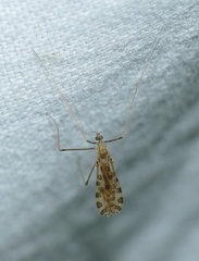Ilisia maculata