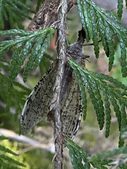 Dysmicohermes disjunctus