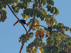 Ramphastos toco
