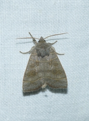 Ipimorpha subtusa