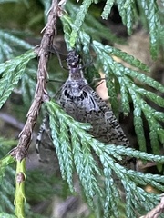 Dysmicohermes disjunctus