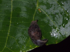 Megaustenia imperator