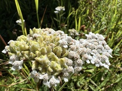Aceria kiefferi