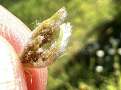 Aceria kiefferi