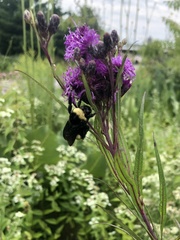 Bombus auricomus