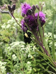 Bombus auricomus