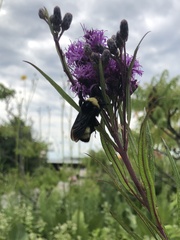 Bombus auricomus