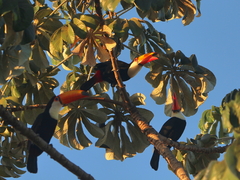Ramphastos toco