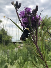 Bombus auricomus