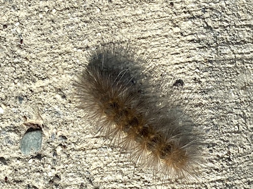 iNaturalist observation photo of Salt Marsh Moth