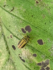 Xanthogaleruca luteola