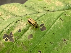 Xanthogaleruca luteola