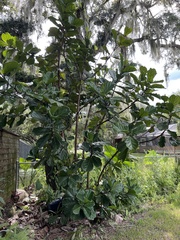 Ficus lyrata