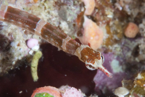 Brown-banded pipefish (Corythoichthys amplexus) — Syngnathidae — 5