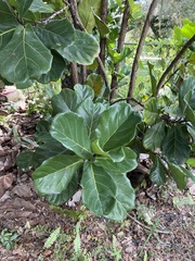 Ficus lyrata