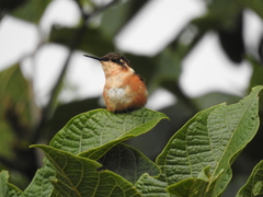 Chaetocercus heliodor