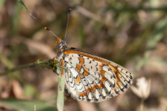 Melitaea interrupta