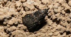 Satole ligniperdalis