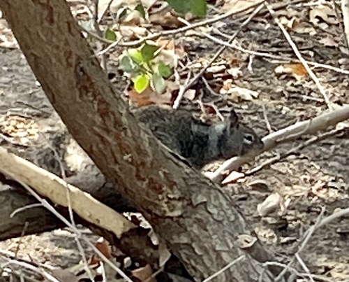 iNaturalist observation photo of California Ground Squirrel