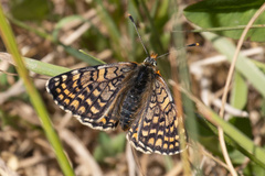 Melitaea interrupta