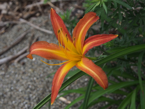 Lirio Asiático Naranja (Hemerocallis fulva) · NaturaLista Mexico