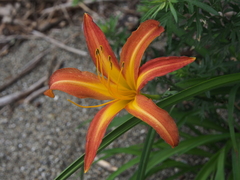 Hemerocallis fulva littorea