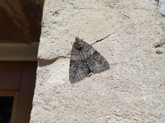 Catocala nupta