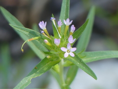 Collomia linearis