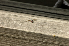Myennis octopunctata