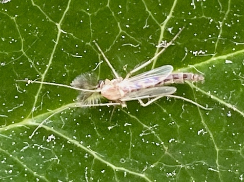 iNaturalist observation photo of Chironomus