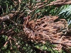 Herpotrichia juniperi