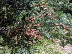 Herpotrichia juniperi