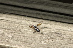 Myennis octopunctata