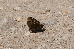Cogia caicus