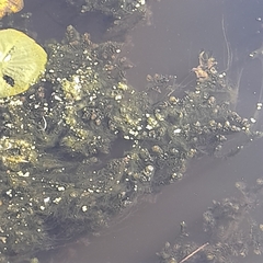 Ceratophyllum demersum