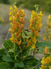 Crotalaria mitchellii