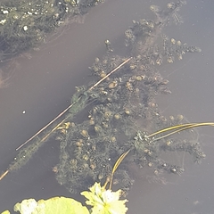 Ceratophyllum demersum