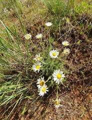 Erigeron disparipilus
