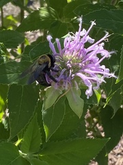 Xylocopa virginica