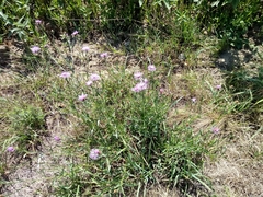 Centaurea fleischeri