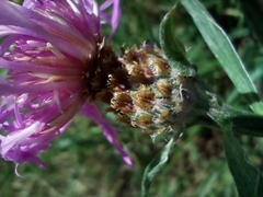 Centaurea fleischeri