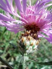 Centaurea fleischeri