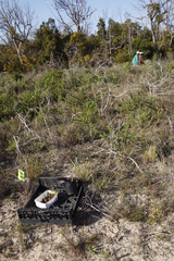 Aspalathus cordata