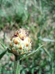 Centaurea fleischeri
