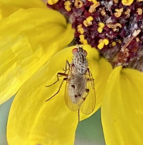 iNaturalist observation photo of Muscoid Flies