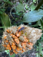 Leptoscelis quadrisignatus image